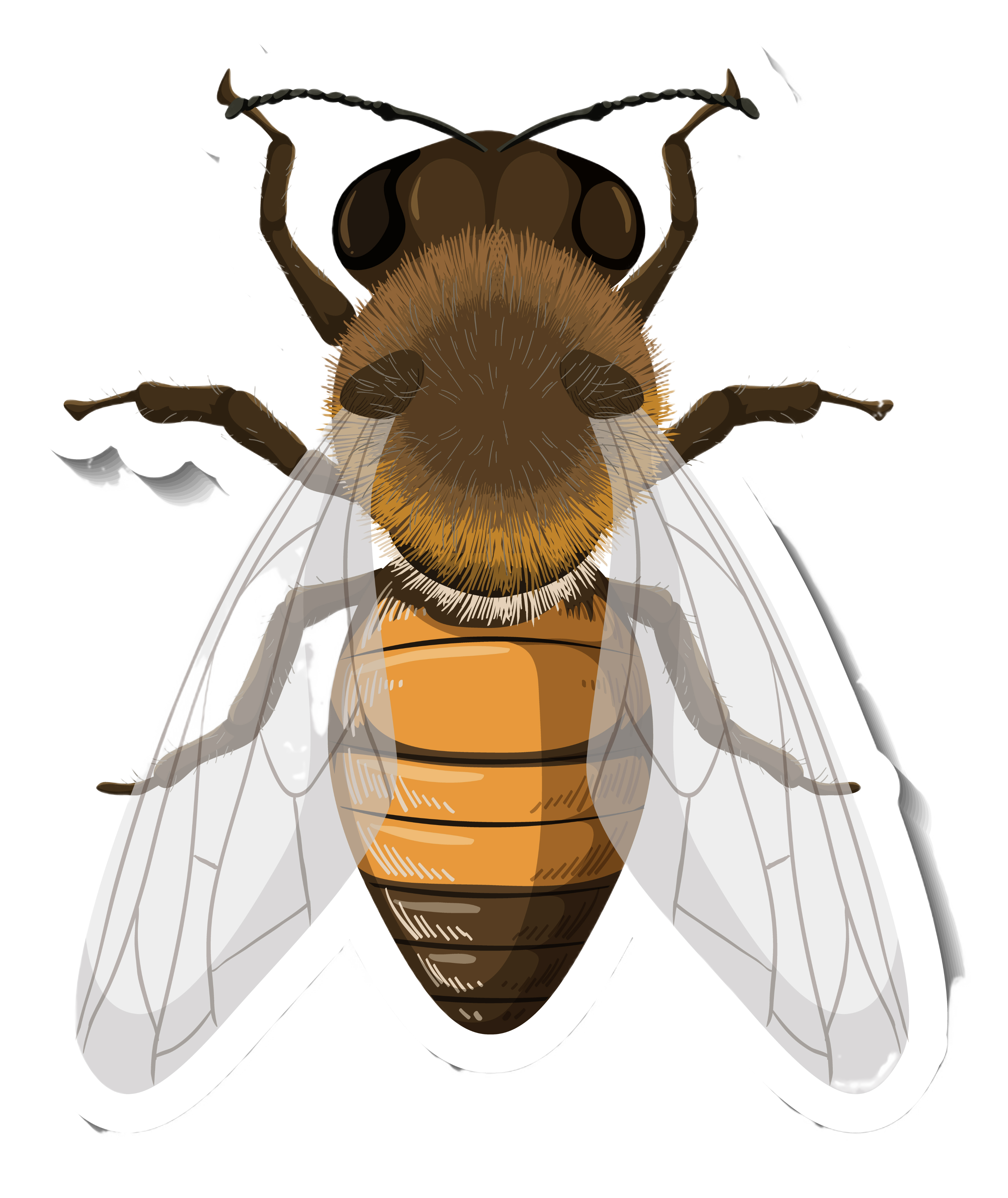 bee
